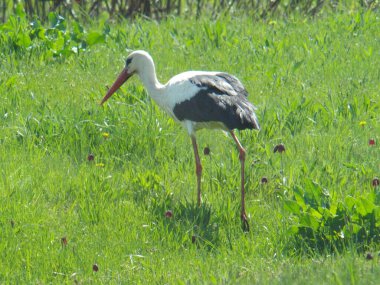 Leylek kuşu ilkbaharın başlarında çayırda yürür.