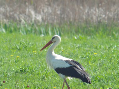 Leylek kuşu ilkbaharın başlarında çayırda yürür.