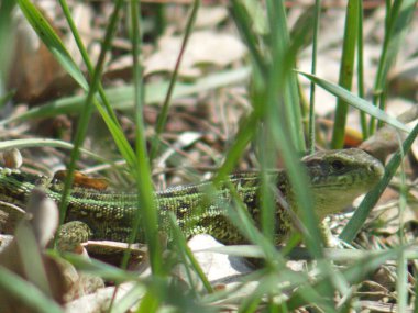 Fotoğrafta çimenlerde oturan vahşi bir kertenkelenin bakışı..