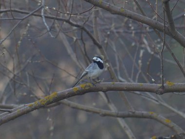 Beyaz Wagtail kuşu ağaç dalında oturuyor. Ormanda.