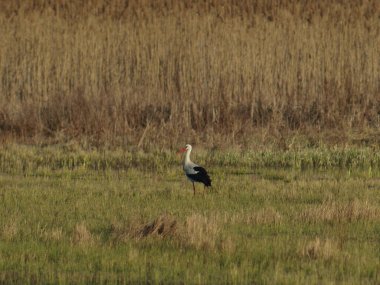 Leylek kuşu ilkbaharın başlarında çayırda yürür.