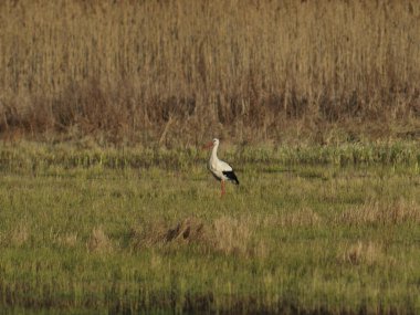 Leylek kuşu ilkbaharın başlarında çayırda yürür.