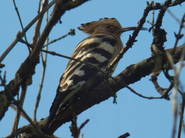 Hupoe kuşu, bir ağaç dalında duruyor. Bahar.