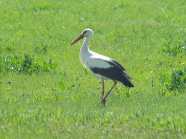 Leylek kuşu ilkbaharın başlarında çayırda yürür.