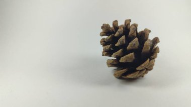 Çam kozalağı. Konu fotoğrafçılığı. Makro fotoğrafçılık
