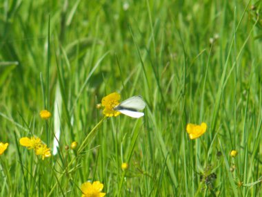 White butterfly, moth, sitting on a yellow flower in green grass in a meadow clipart