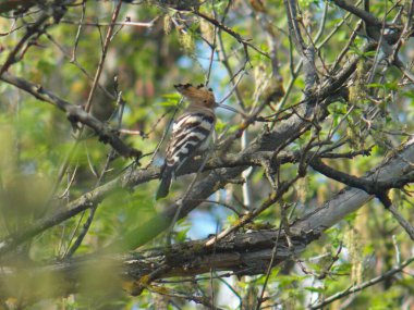 Hoopoe kuşu çalıların arasında oturuyor ve bana bakıyor. Çerçeveye bak. Kırıldım..
