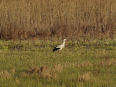 Leylek kuşu çayırda tek başına yürüyor. Düşünceli, üzgün..