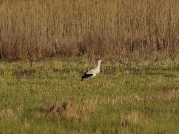 Leylek kuşu çayırda tek başına yürüyor. Düşünceli, üzgün..