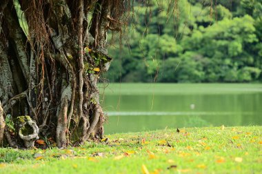 Emerald green lake, leaf-dotted meadow, a picturesque scene that refreshes the mind, eases stress, and harnesses the power of nature's healing. clipart