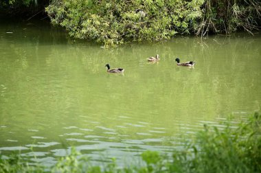 Güneşli bir günde, zümrüt yeşili gölde neşeli ördekler bahara canlılık katar, ruhu canlandıran uyumlu bir doğal güzellik yaratır..