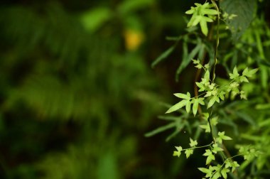 Zümrüt sarmaşık yaprakları özenle işlenmiş dantel gibi birbirine dolanır. Zarif ve zarif bir güzellik yayar..