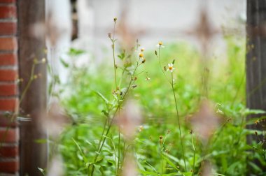 Bidens pilosa, commonly known as Spanish needle, grows and blooms in an abandoned lot with red brick walls, revitalizing the lifeless environment with its vibrant presence. clipart