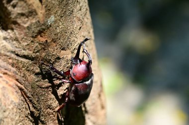 Doğu ve Güneydoğu Asya 'da yaz mevsiminde, Allomyrina ikilemi Fraxinus Griffithii ağaçlarını özsuyunun tatlı nektarı için akın ettirir ve yemyeşil suların altında görkemli bir ziyafetle yaşam döngülerini beslerler..