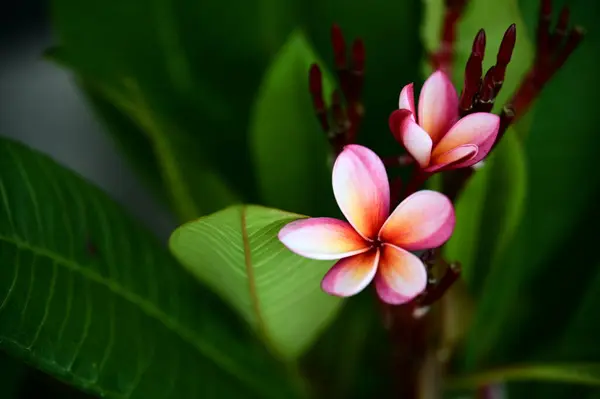 stock image Plumeria (frangipani) originates from Central and South America and the Caribbean. Widely cultivated in tropical and subtropical regions worldwide, its elegant blooms exude a rich fragrance.