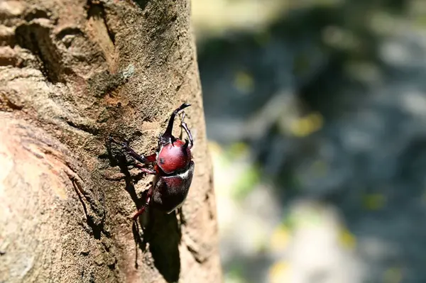 Fraxinus griffithii, Doğu ve Güneydoğu Asya 'da yaygın olarak bulunan gergedan böceklerinin (Allomyrina dichotoma) favorisidir..