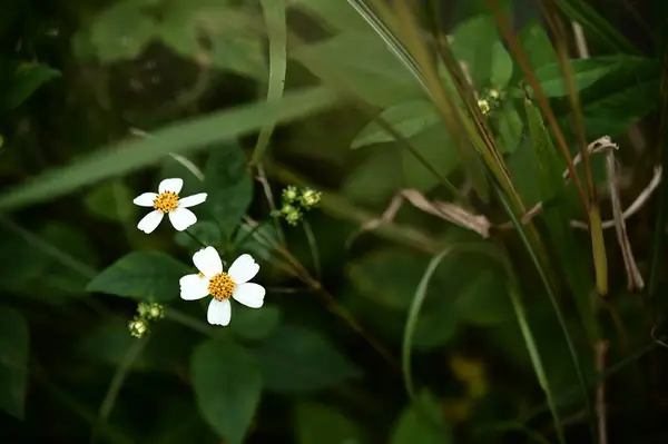 stock image Bidens alba, a herbaceous plant thriving in tropical and subtropical regions, commonly found on mountain trails and open grasslands. Known for its pure white flowers, blooming brightly in sunlight.