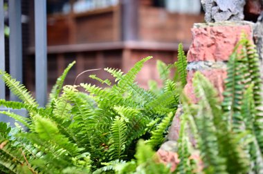 Güneş ışığı, aşınmış kırmızı tuğla bir duvarın yanında geleneksel Japon evlerine karşı eğreltiotu öpüyor. Bu sahne doğanın tarihle uyumunu yakalar, derin kültürü ortaya çıkarır ve uzun ömürlü olur..