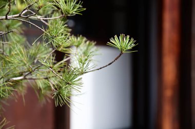 Güneşli bir bahar gününde, Japon ahşap evinin avlusunda bir Japon çamı vurgulanıyor, dingin bir huzur hissi uyandırıyor..