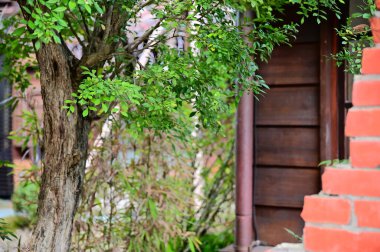 Yıpranmış tuğla bir duvarın çerçevelediği bir Japon avlusundaki yeşil bitkilerin yakın çekimi.