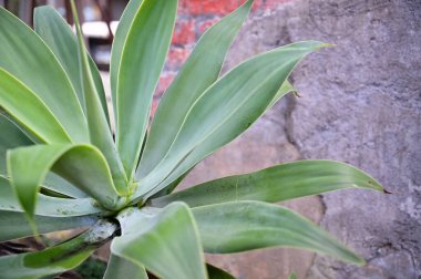 Gün boyunca yakın plan, çimento kaplı kırmızı tuğla duvara karşı yemyeşil bir aloe vera bitkisi sergileniyor..