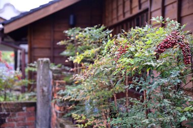 Fotoğrafta Japon tarzı bir bahçe bahçesinde Cennet Bambu 'su görülüyor. Bereketli yapraklar, bereketli meyveler güzelliğini ve sükunetini yansıtıyor..