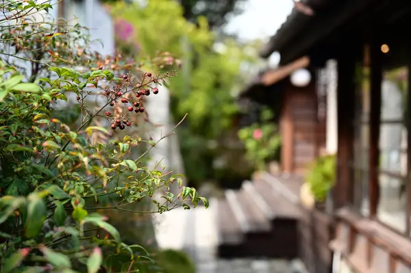 Ilık bir bahar gününde, güneş ışığı bir Nandina çalısının üzerine düşer, parlak kırmızı meyvelerini aydınlatır. Arka planda güzel bir Japon ahşap evi ile zıtlaşan meyveler yakut gibi parlıyor ve sakin bir atmosfer yaratıyor..