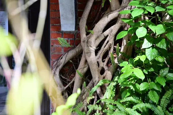 stock image This photo captures a banyan tree's roots on a red brick wall, sunlight illuminating green leaves, presenting vibrant spring foliage. Banyan trees are common in Taiwan, symbolizing vitality.