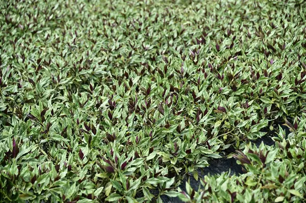 stock image Capture the essence of rustic agriculture with a close-up view of vibrant red amaranth flourishing in a verdant field.