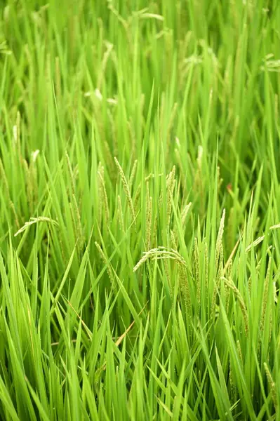 Pirinç, karbonhidrat, protein, yağ, vitamin ve mineral açısından zengindir ve insan sağlığı için hayati bir enerji kaynağı ve temel besin kaynağı olarak hizmet vermektedir. İşlenmiş pirinç ürünleri arasında dünya genelinde yaygın olarak tüketilen pirinç, erişte, yulaf lapası, kurabiye ve pasta yer alıyor..