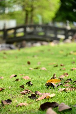 Baharın Halısı Huzurla Buluştu: Bir Parkın Taş Köprüsü