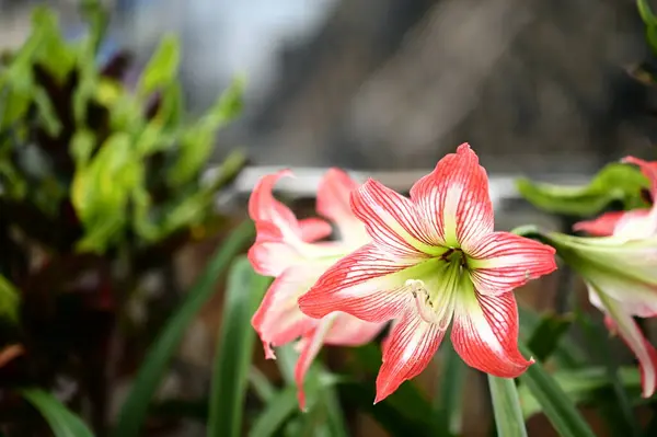 Amaryllis belladonna Güney Afrika 'da yetişen çarpıcı bir çiçek türü. Canlı çiçekleri ve gür yapraklarıyla, bahçeler ve iç dekorasyon için popüler bir seçim..