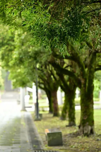 stock image Enjoy a sunny day in a park featuring rows of trees with stone benches underneath, offering a restful spot for visitors.