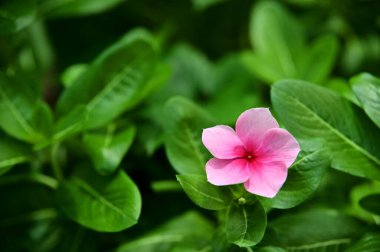 Şov menekşesi (Vinca), ayrıca 