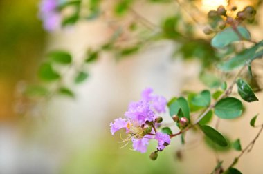 Krep Myrtle (Lagerstroemia) çiçeklerinin canlı bir görüntüsü yumuşak gün ışığında açar ve büyük, gösterişli taç yapraklarını sergiler. Güneydoğu Asya 'ya özgü bu çiçekler bahçelere çarpıcı bir dokunuş katıyor..