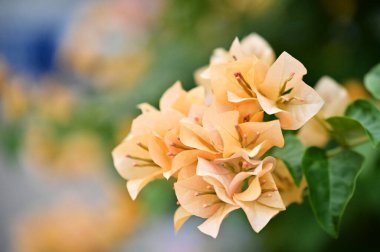 Parlak turuncu begonviller güneş ışığı altında çiçek açar, canlı yapraklar ve yemyeşil çiçekler sergiler. Brezilya, Peru ve Arjantin de dahil olmak üzere Güney Amerika 'ya özgü.