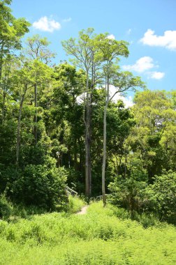 Güneşli bir ormanda canlı bir yaz günü uzun, düz ağaçlar ve yemyeşil otlarla çevrili bir patika. Sahnede parlak mavi gökyüzü ve kabarık bulutlar var. Doğanın en güzel görüntülerini sergiliyorlar..