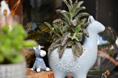 Hayvan şeklinde bir saksıda yetişen sulu bir bitki, yanında da sevimli bir eşek heykelciği. Bu büyüleyici ayar, bitki görünümüne tuhaf elementlerle eğlenceli bir dokunuş ekler.