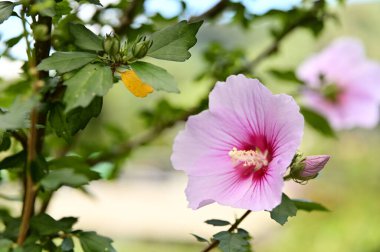 Hibiscus Syriacus 'ün yakın çekimi, genellikle Sharon Gülü olarak bilinir, güneşli bir günde çiçek açar. Doğu Asya 'ya özgü bu bitki canlı çiçeklere sahiptir ve bahçe düzenlemelerinde popülerdir..