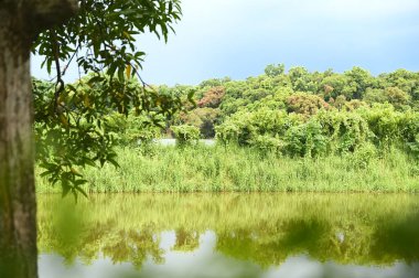 Canlı bir yaz günü, doğal bir göl parkında, balık, su kuşu ve yemyeşil bitkilerle dolu. Bu ekolojik cennet her kış göçmen kuşlara da ev sahipliği yapar..