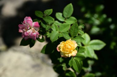 In bright sunlight, a close-up of a yellow rose with a nearby pink rose. The vivid colors and delicate petals showcase the beauty of these classic flowers.