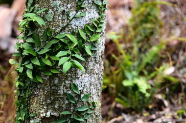 Bir yürüyüş yolunun yanındaki ağaç gövdesine bağlı yeşil bir tırmanma tesisinin yakın çekimi. Bu bitki kendi çevresine benzersiz bir şekilde uyum sağlar ve orman ekosistemine canlılık katar..