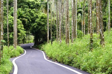 Tayvan 'ın dağlarında, uzun, ince betel fındık ağaçlarıyla çevrili asfaltlı bir yola yakın çekim. Sahne, kırsal bölgenin doğal güzelliğini ve huzurlu atmosferini yakalıyor..