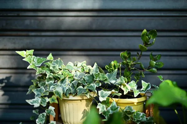 stock image A potted plant basks in the early morning sunlight, placed outside a blue iron door in a quiet alley, with light highlighting its leaves.