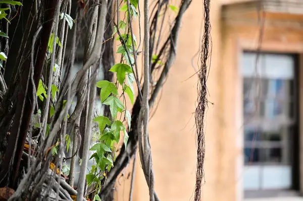 Cam bir pencerenin dışındaki banyan ağacının havadan köklerine sarılmış sarmaşık (Hedera sarmaşığı) yakın çekim. Sarmaşık yaygın iken, Banyan ağaçları tropikal bölgelere özgüdür..