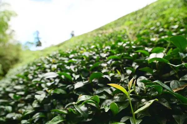 Chiayi, Tayvan 'dan Meishan' dan çarpıcı bir manzara, Chiayi ovalarının ve büyüleyici bulut denizlerinin panoramik bir manzarasını sunuyor, dingin ve ferahlatıcı bir deneyim sunuyor..