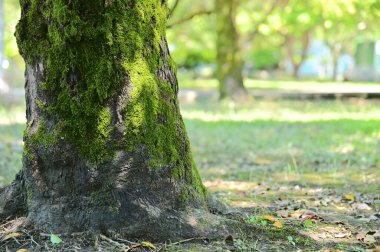 Güneşli bir parkta yosun kaplı bir ağaç gövdesi gün ışığını yakalar. Çimenlerin üzerinde düşen yapraklar uzanıyor, arka plandaki ağaçlar yavaşça güneş ışığının altında parlıyor..