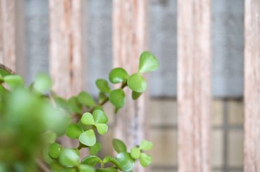 Gündüz yakalanan bu resimde, purslane olarak bilinen Portulaca oleracea yer alıyor. Sulu yapraklar ve pürüzsüz gövdeler, genellikle tarlalarda, yol kenarlarında ve çorak arazilerde bulunan esnekliğini gösteriyor..