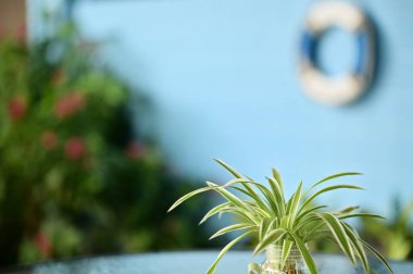 Şelale gibi ince yaprakları olan bir açık hava su örümceği bitkisi. Hava arındırmasıyla tanınan bu dayanıklı bitki çeşitli ortamlarda gelişir..