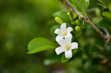 Bu görüntüde Murraya panikleyerek, 